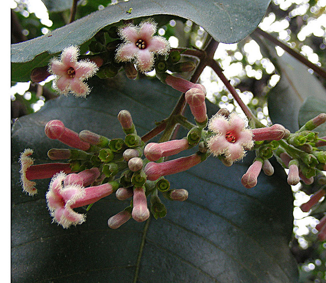 Quinquina rouge (Cinchona pubescens)