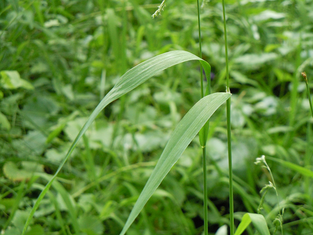 Cinna à larges feuilles (Cinna latifolia)