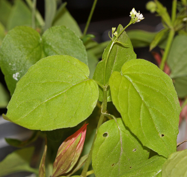Circée des alpes (Circaea alpina)