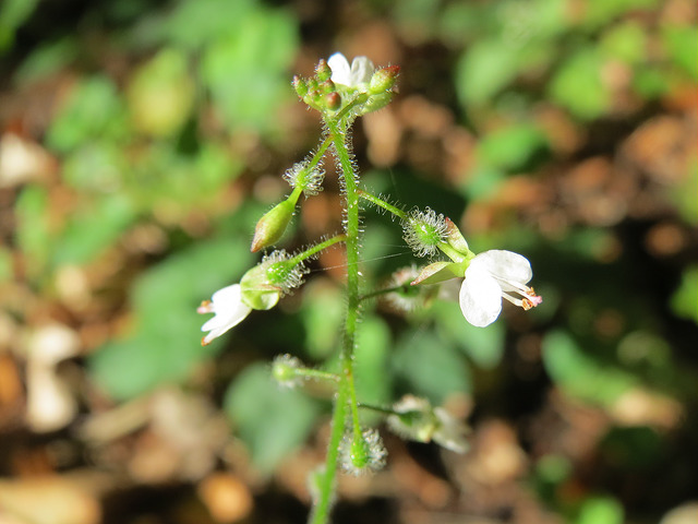 Circée commune