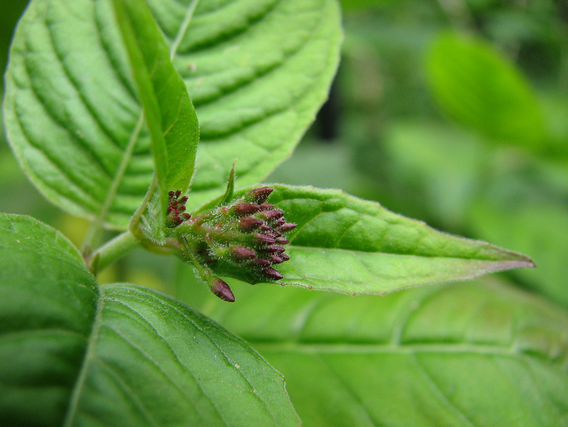 Circée commune (Circaea lutetiana)