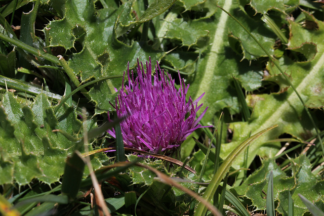 Cirse acaule (Cirsium acaule)