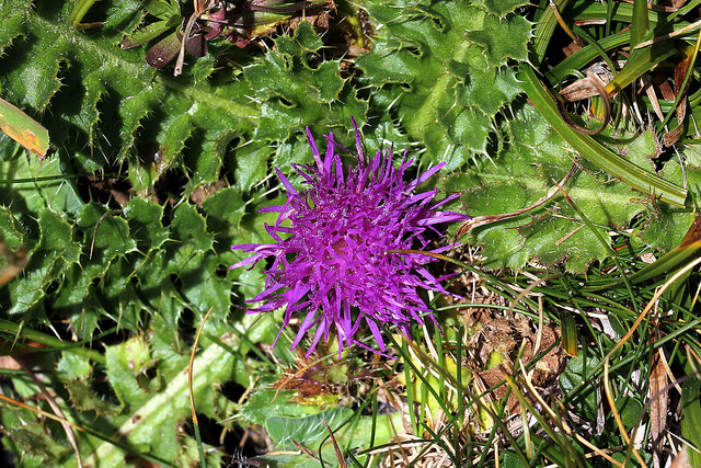 Cirse acaule