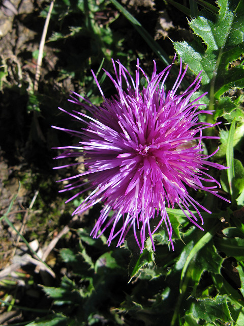 Cirse acaule