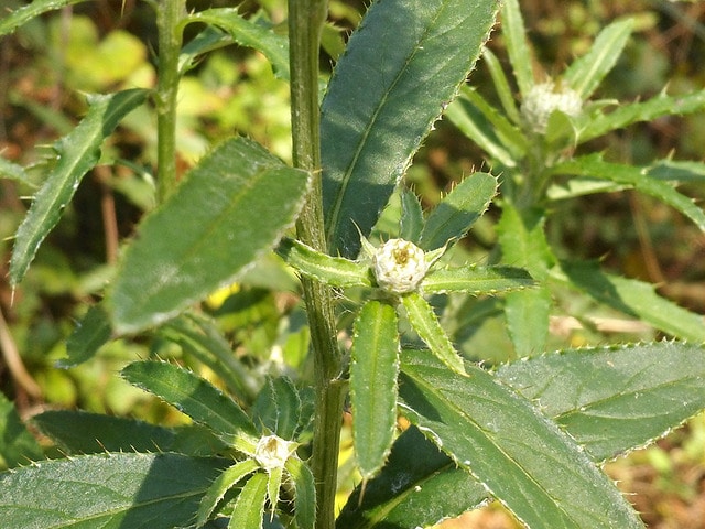Cirsium altissimum