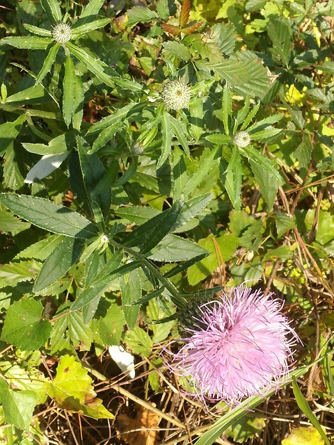 Cirsium altissimum