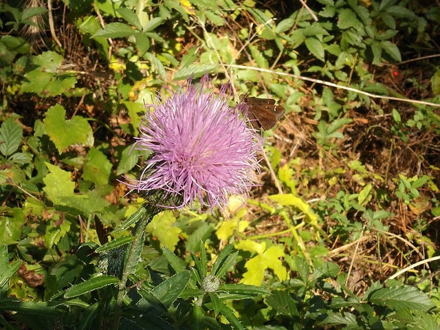 Cirsium altissimum