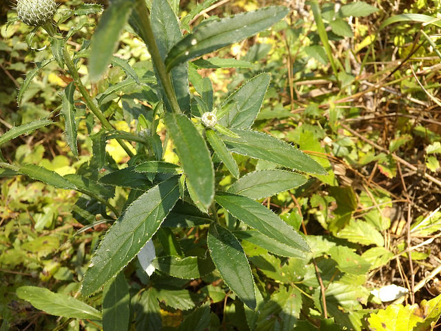 Cirsium altissimum