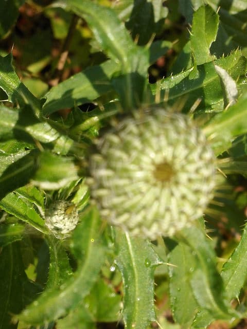 Cirsium altissimum