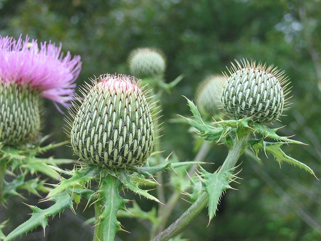 Cirsium altissimum (Cirsium altissimum)