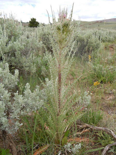Cirsium brevistylum (Cirsium brevistylum)