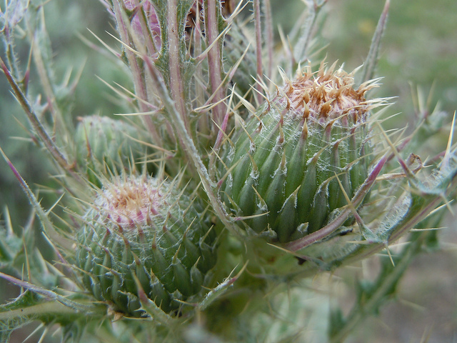 Cirsium brevistylum
