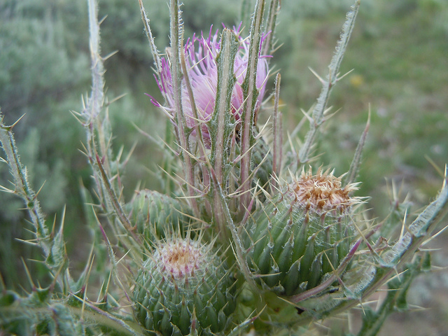 Cirsium brevistylum