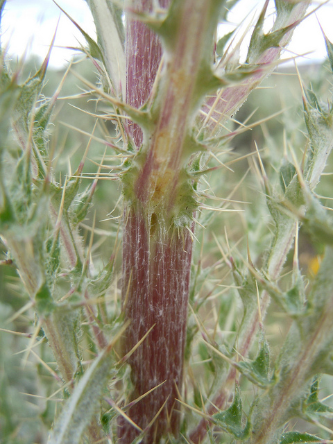 Cirsium brevistylum