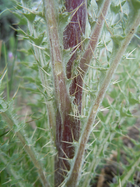 Cirsium brevistylum