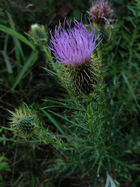 Cirsium discolor