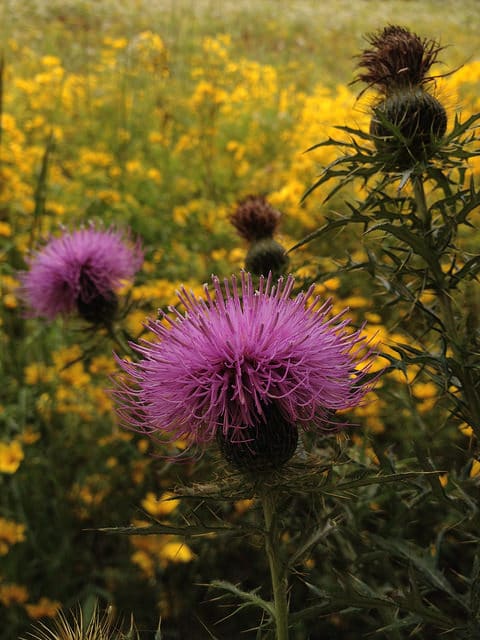 Cirsium discolor