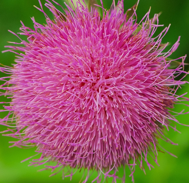 Cirsium discolor