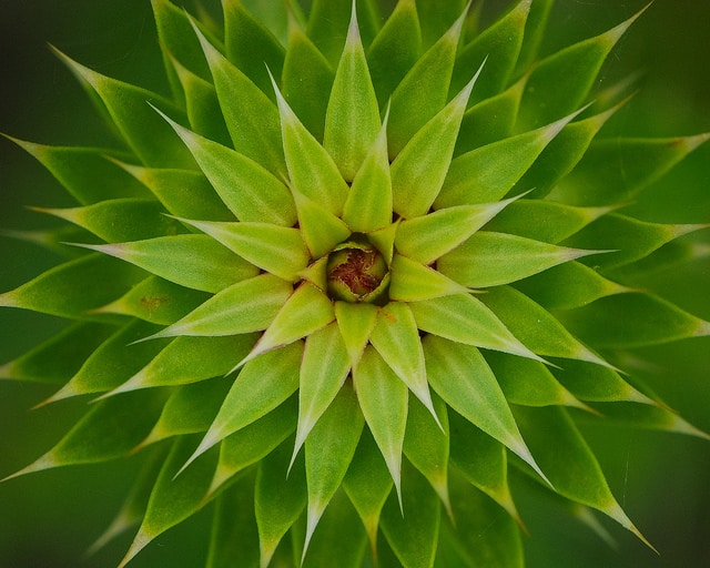 Cirsium discolor