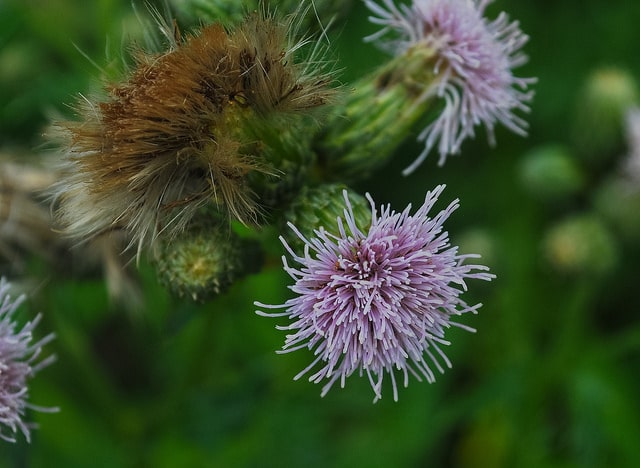 Cirsium discolor