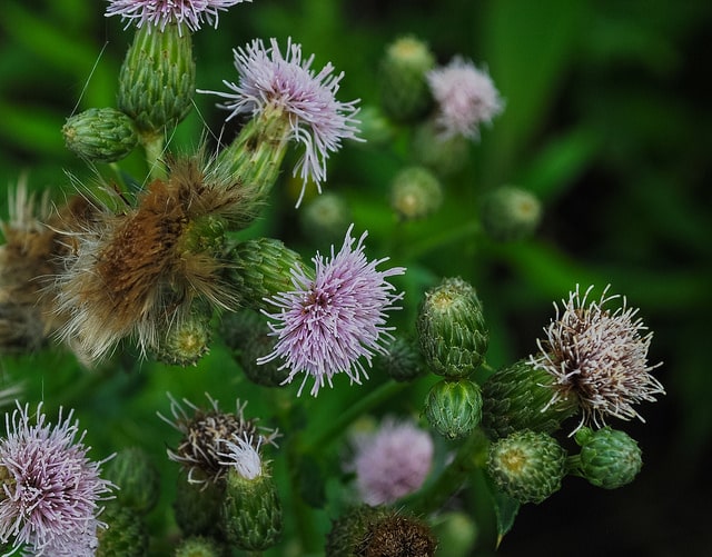 Cirsium discolor (Cirsium discolor)
