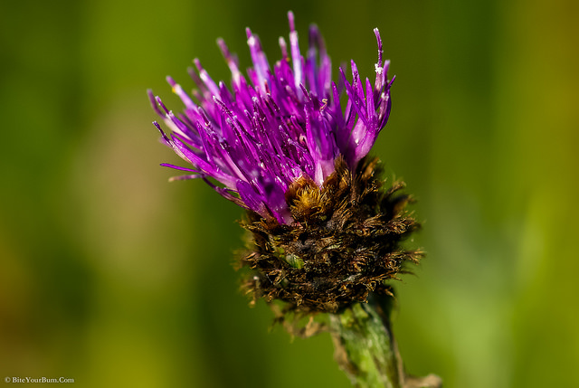Cirsium dissectum