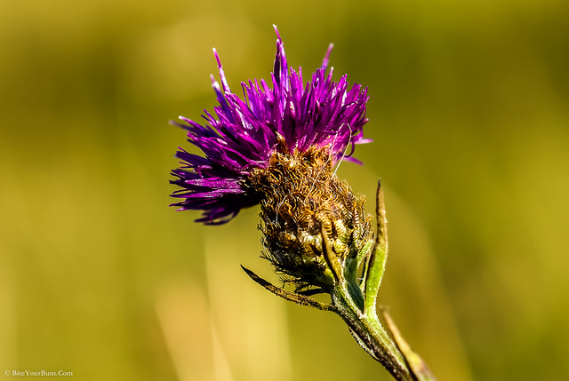 Cirsium dissectum