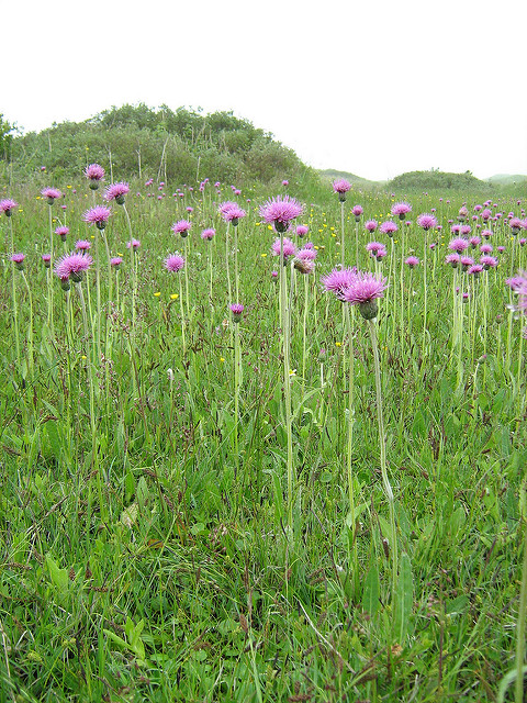 Cirsium dissectum