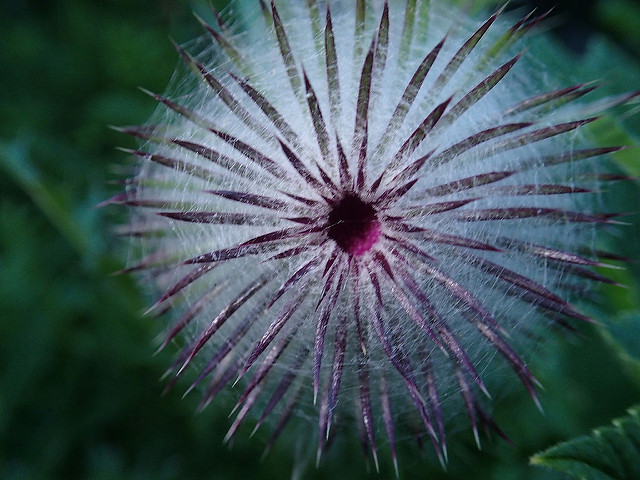Cirsium edule