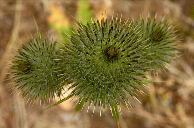 Cirsium edule