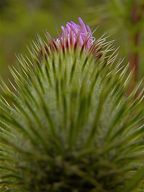 Cirsium edule