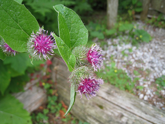 Cirsium edule