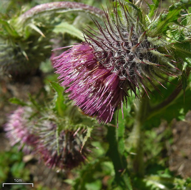 Cirsium edule (Cirsium edule)