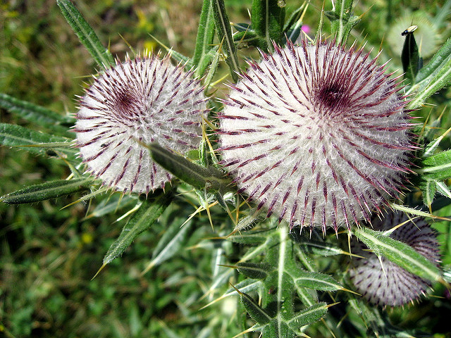Cirse laineux