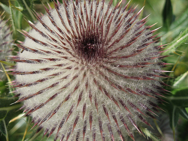 Cirse laineux