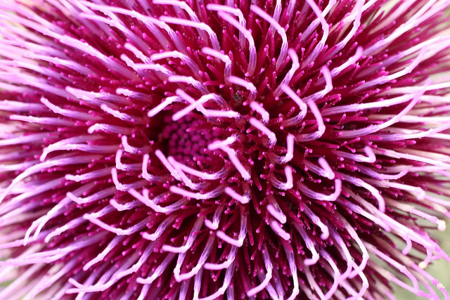 Cirse laineux (Cirsium eriophorum)