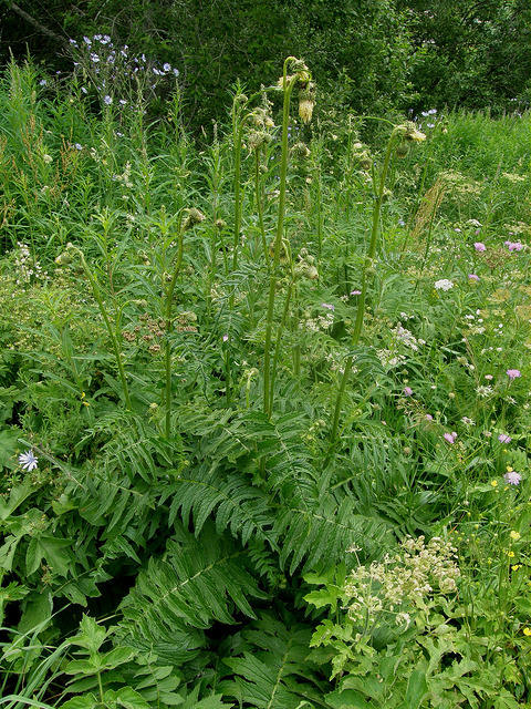 Cirse erisithalès