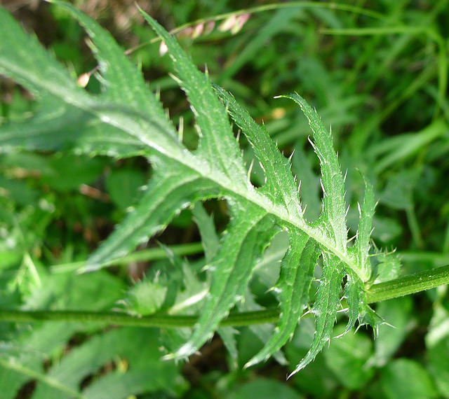 Cirse erisithalès