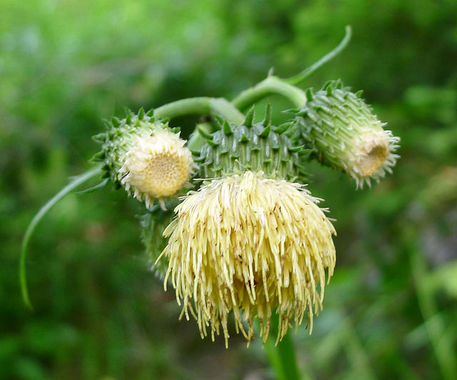 Cirse erisithalès (Cirsium erisithales)