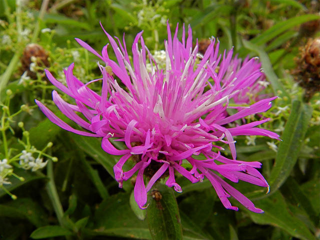 Cirse à feuilles variables (Cirsium helenioides)