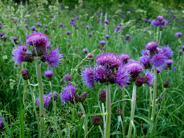 Cirse à feuilles variables (Cirsium heterophyllum)