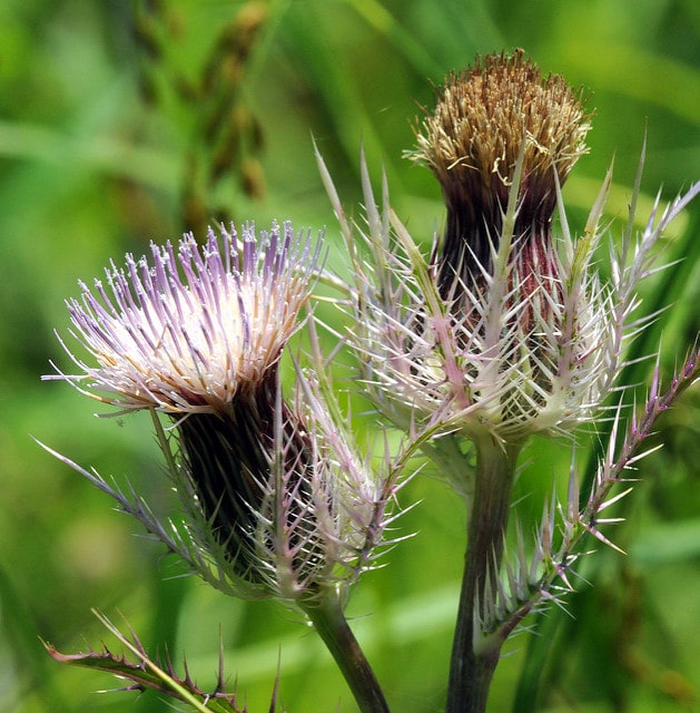 Cirsium horridulum