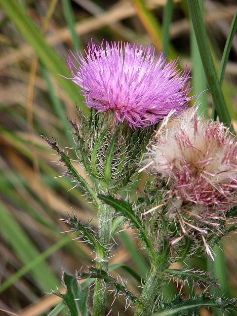 Cirsium horridulum