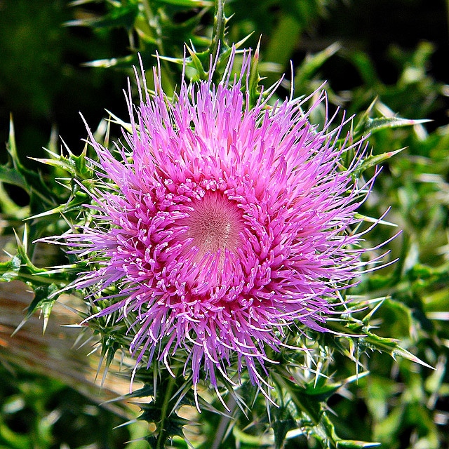 Cirsium horridulum
