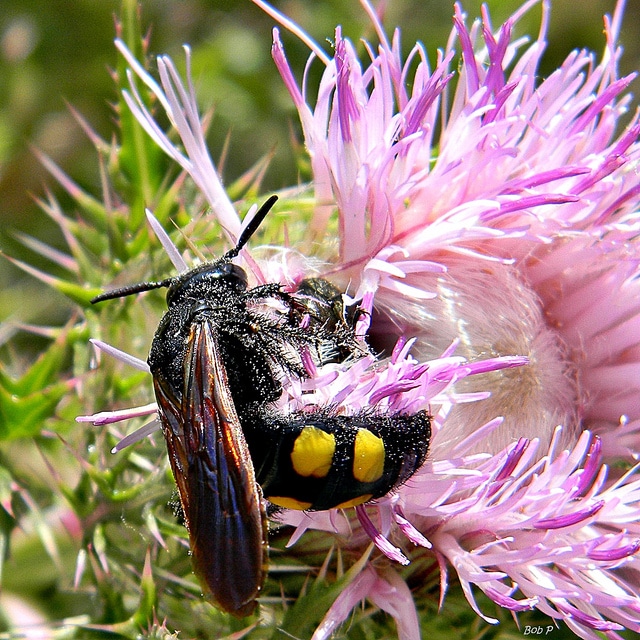 Cirsium horridulum