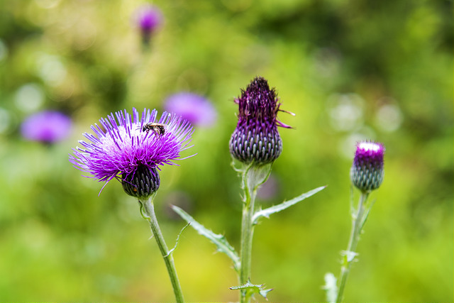 Cirsium japonicum