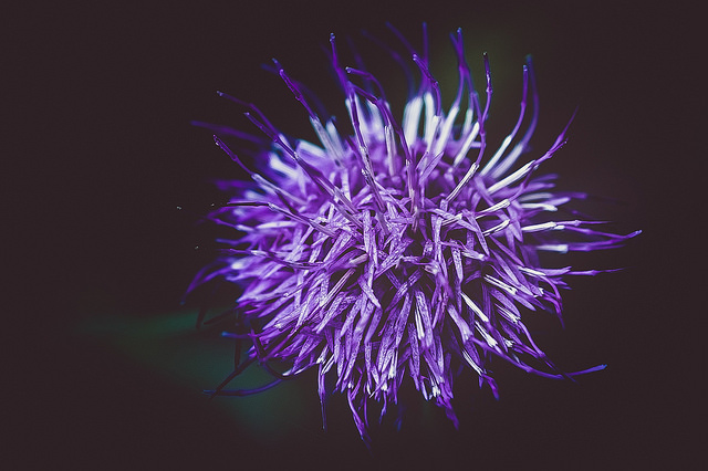Cirsium japonicum