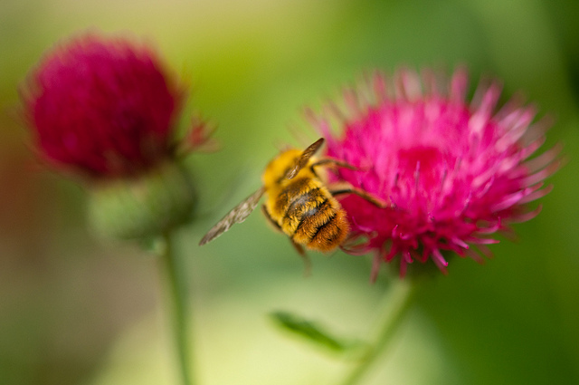 Cirsium japonicum
