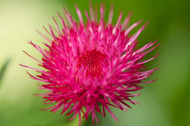 Cirsium japonicum