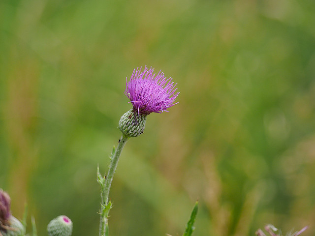 Cirsium japonicum
